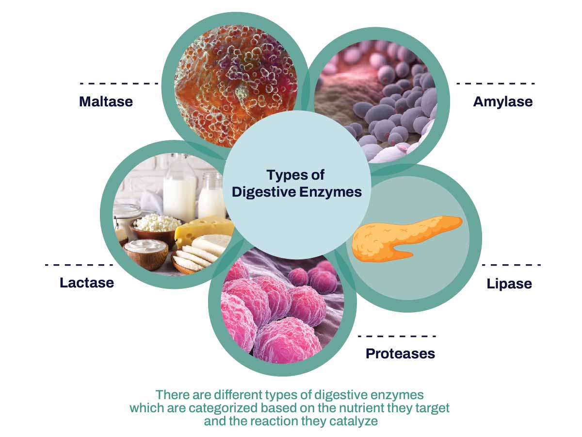 Enzymes tiêu hóa: Bí quyết cải thiện sức khỏe đường ruột